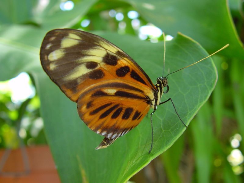mariposa lagarta solanaceas - BERINJELA: COMO PLANTAR DE FORMA ORGÂNICA