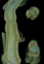 murcha verticilium caule - BERINJELA: COMO PLANTAR DE FORMA ORGÂNICA