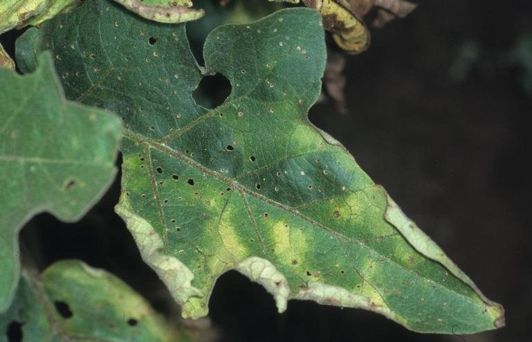 murcha verticilium - BERINJELA: COMO PLANTAR DE FORMA ORGÂNICA