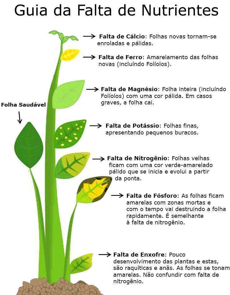 Guia da Falta de Nutrientes - BERINJELA: COMO PLANTAR DE FORMA ORGÂNICA