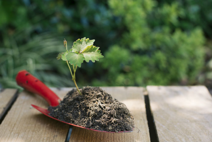 berinjela orgânica - BERINJELA: COMO PLANTAR DE FORMA ORGÂNICA