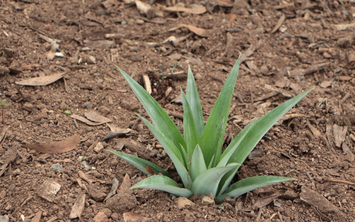 como plantar abacaxinaterra1 - COMO PLANTAR ABACAXI ORGÂNICO - SEJA UM EXPERT