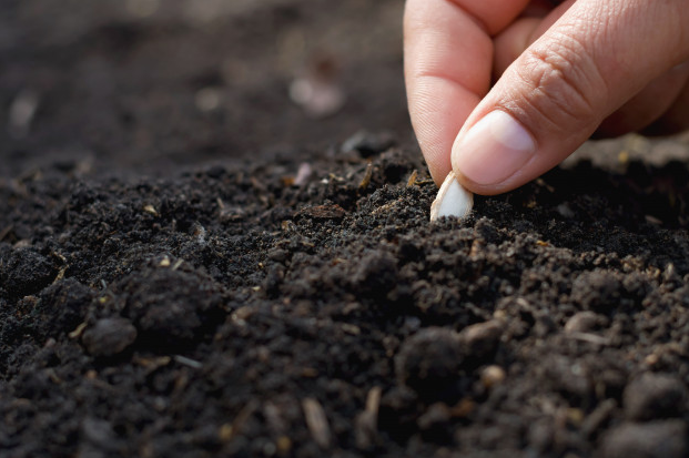 compostagem plantio - "COMPOSTAGEM ORGÂNICA": O GUIA + QUE COMPLETO