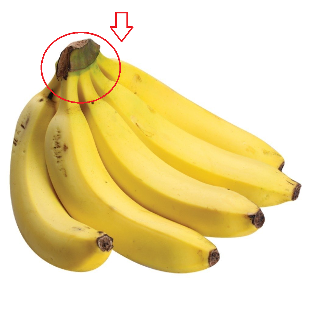 Adubo Orgânico com Resto da Banana A FIBRA 1024x1024 - VERDADE OU MITO? ADUBO ORGÂNICO DA BANANA FUNCIONA?