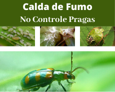 Calda de Fumo no controle Pragas