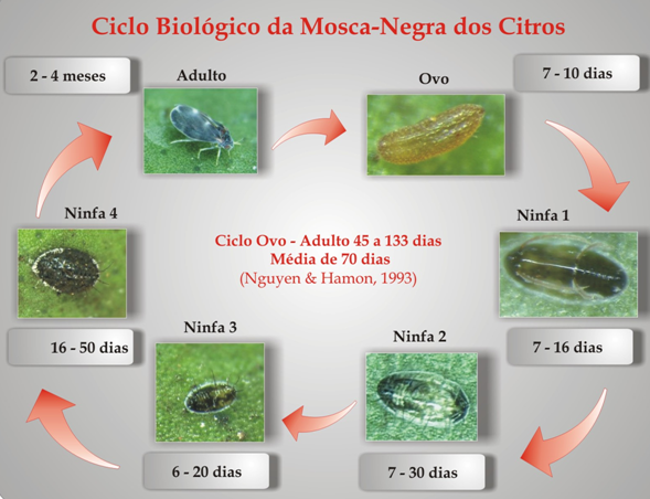 ciclo de vida mosca negra citrus - COMO SE LIVRAR DA "MOSCA NEGRA" NO SEU POMAR, SEM AGROTÓXICO