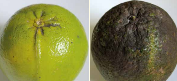 laranja com fumagina - COMO SE LIVRAR DA "MOSCA NEGRA" NO SEU POMAR, SEM AGROTÓXICO