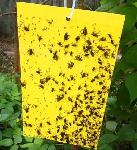 placas amarelas controle pulgão - 12 MÉTODOS ESSENCIAIS PARA CONTROLAR PULGÕES