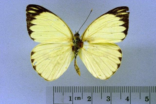 borboleta lagarta na couve - COMO ACABAR COM AS LAGARTAS NA COUVE