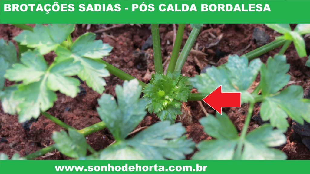 CALDA BORDALESA: FAZER É FÁCIL, VOCÊ SABE USAR???