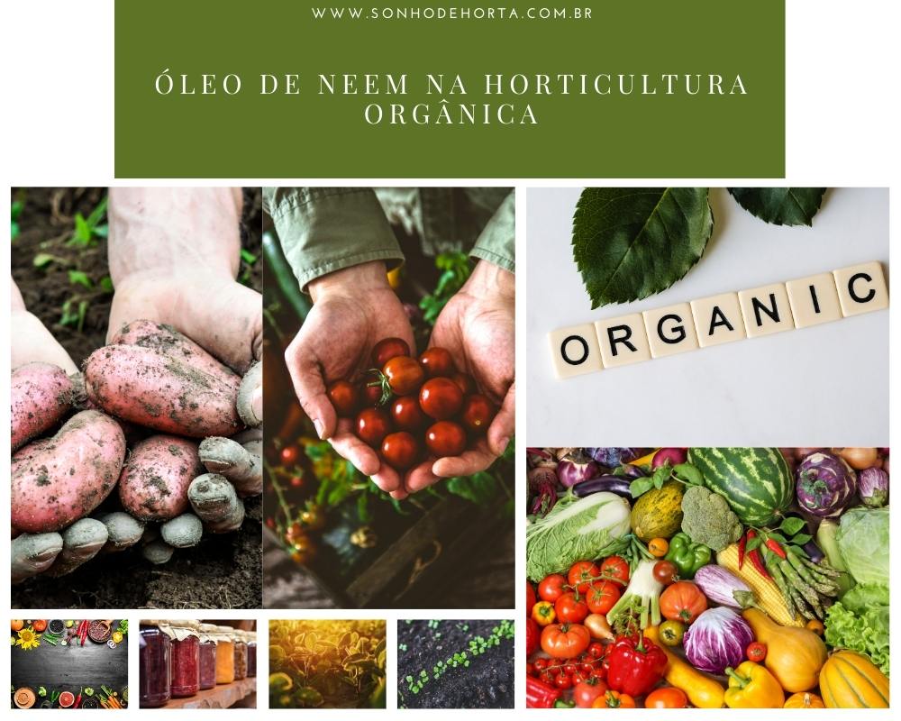 oleo de neem horta organica - ÓLEO DE NEEM NÃO É UM INSETICIDA, E AGORA