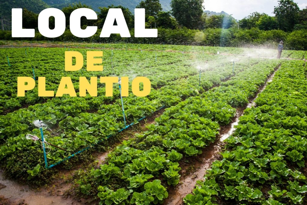 LOCAL 1024x683 - COMO PLANTAR ALFACE - PARTE II