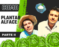 como plantar alface parte II - COMO PLANTAR ALFACE - PARTE II