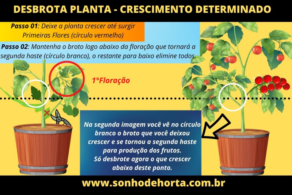 7 1024x683 - COMO PODAR TOMATE - SUPER FÁCIL