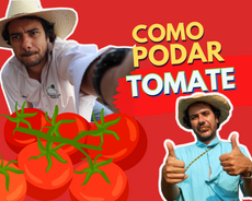 como podar tomate - sonho de horta