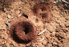 como eliminar formigas cortadeiras formigueiro - COMO ELIMINAR FORMIGAS CORTADEIRAS