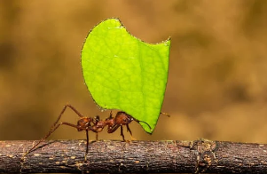 como eliminar formigas cortadeiras sauva - COMO ELIMINAR FORMIGAS CORTADEIRAS