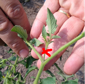 desbrotar tomate - COMO PODAR TOMATE - SUPER FÁCIL