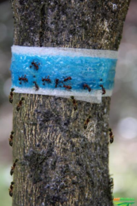 faixa com graxa contra formigas cortadeiras 200x300 - COMO ELIMINAR FORMIGAS CORTADEIRAS