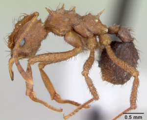 formiga quenquem como eliminar formigas 300x244 - COMO ELIMINAR FORMIGAS CORTADEIRAS