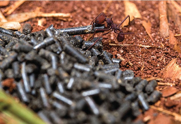 isca granulada como eliminar formigas cortadeiras - COMO ELIMINAR FORMIGAS CORTADEIRAS