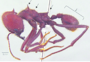 morfologia sauva como eliminar formigas cortadeiras 300x207 - COMO ELIMINAR FORMIGAS CORTADEIRAS