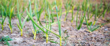 como plantar alho plantio - COMO PLANTAR ALHO