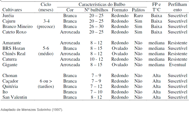 cultivar de alho sonho de horta - COMO PLANTAR ALHO