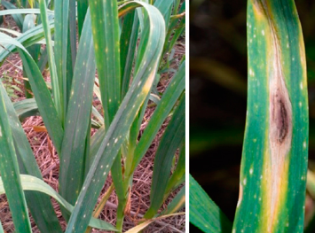 doencas alho mancha purpura - COMO PLANTAR ALHO