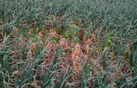 podridao branca folhas alho - COMO PLANTAR ALHO