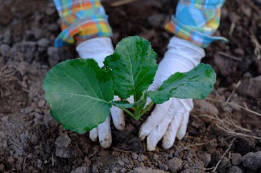 como plantar couve flor e plantio - COMO PLANTAR COUVE FLOR