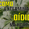 Oidio Como Exterminar esse Fungo na Horta 120x120 - COMO ELIMINAR FORMIGAS CORTADEIRAS