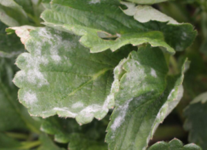 Captura de tela 2024 11 08 155201 300x218 - Como Cultivar Morangos em Casa