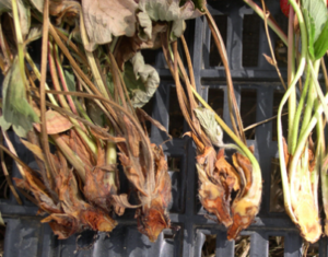 Captura de tela 2024 11 08 155253 300x235 - Como Cultivar Morangos em Casa