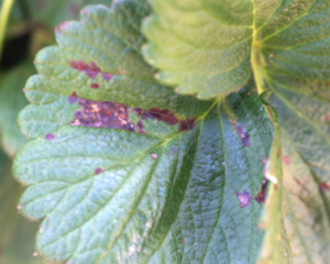 Captura de tela 2024 11 08 155436 300x240 - Como Cultivar Morangos em Casa