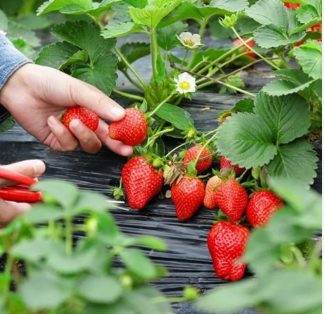 Captura de tela 2024 11 08 160230 - Como Cultivar Morangos em Casa