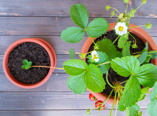 Captura de tela 2024 11 08 160510 - Como Cultivar Morangos em Casa