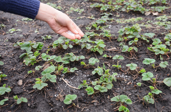 Captura de tela 2024 11 08 160742 - Como Cultivar Morangos em Casa
