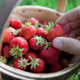 Como Cultivar Morangos em Casa