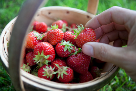Captura de tela 2024 11 08 160846 - Como Cultivar Morangos em Casa