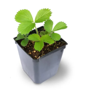 Captura de tela 2024 11 08 161426 285x300 - Como Cultivar Morangos em Casa